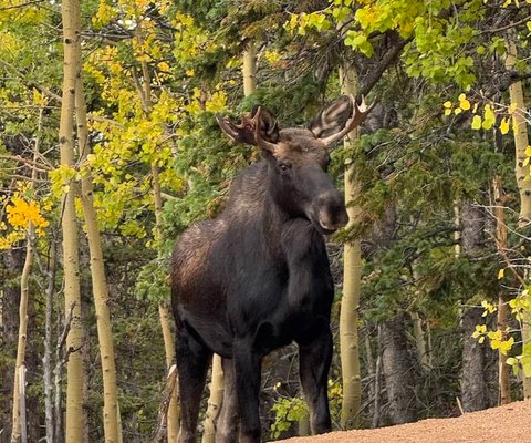 Pikes Peak moose